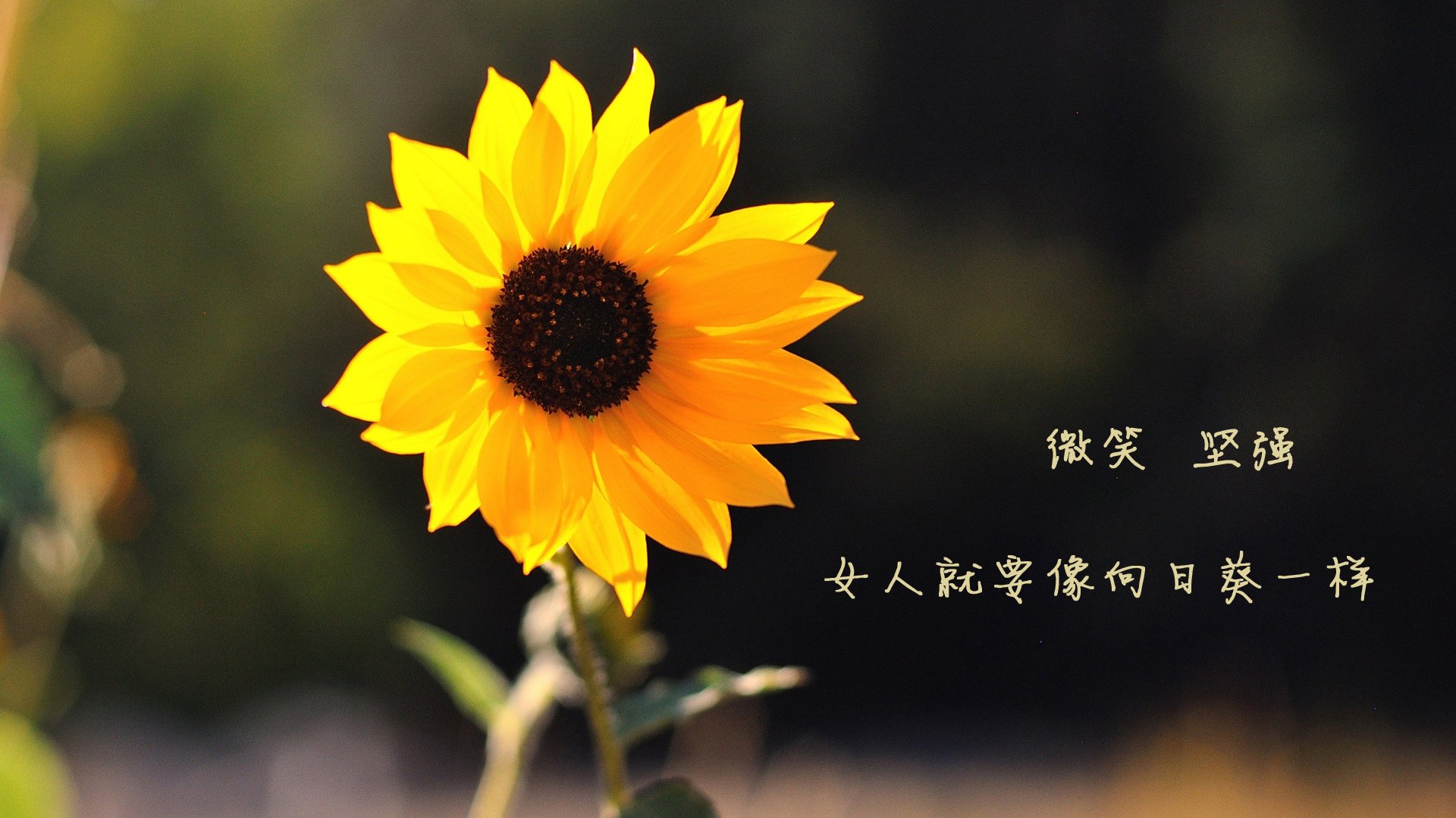 世俱杯专业体育赛事直播平台-中超俱乐部引进高水平外援，2020中超各球队外援简介