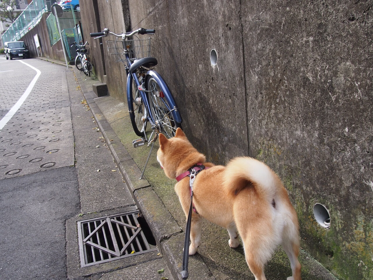 “萨尔·巴赫的决胜时刻:南非羚羊队的英雄”
