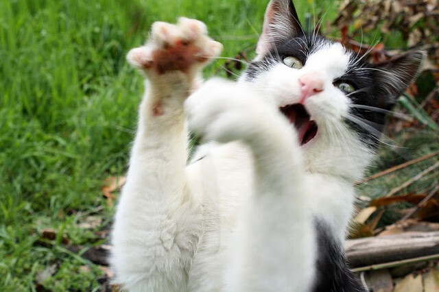 东京奥运会男篮预选赛激战正酣,期待各国球队争夺席位,东京奥运会男篮球资格赛