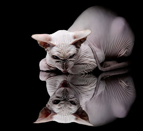 克洛普不断创新战术,带领利物浦冲击更高荣誉