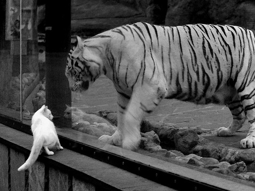 张伟丽卫冕成功中国格斗新高度,张伟丽格斗集锦