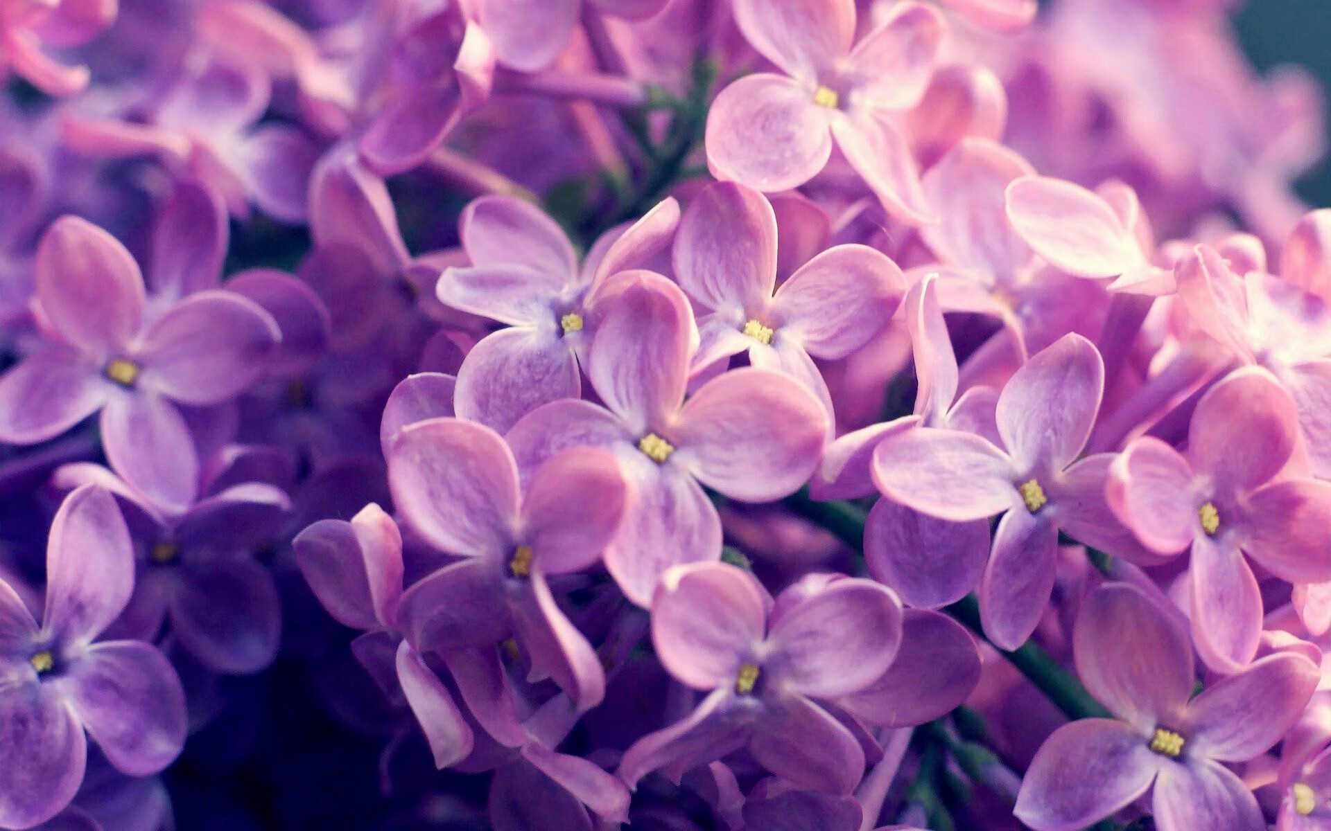 美洲杯星光璀璨:明星飙技,精彩不断,美洲杯巡礼