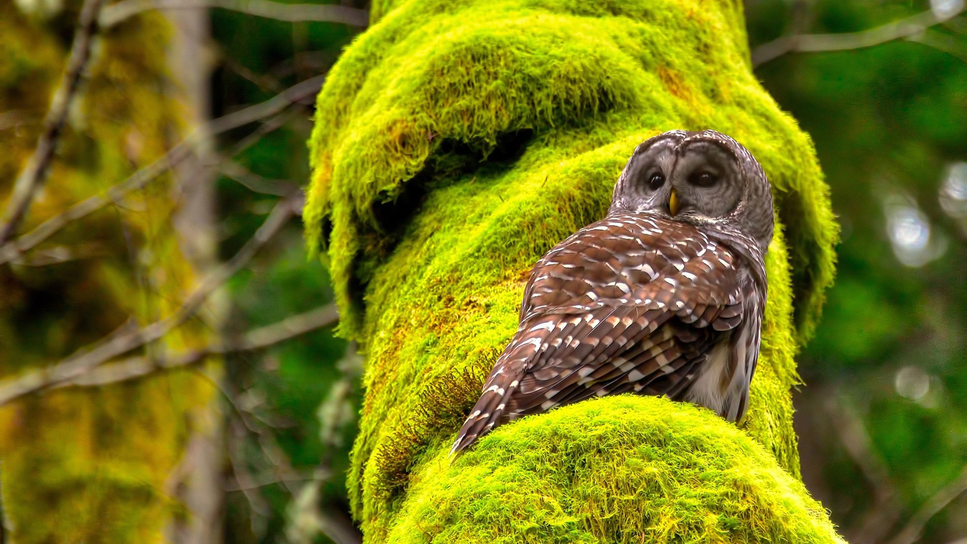 世俱杯官方-重大节日期间赛事安排得当保障球员状态不受影响，什么叫重大节假日